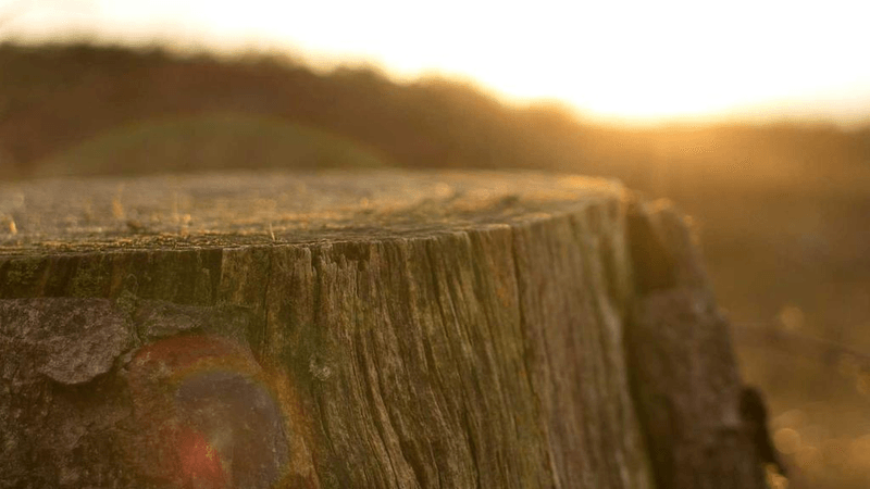 Classics - professional stock photography