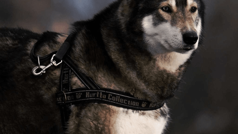 Lamp - professional stock photography