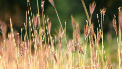 Pen - professional stock photography